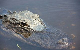 Retrato de un caimán en los Everglades