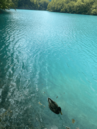 Pato nadando en lagos Plitvice