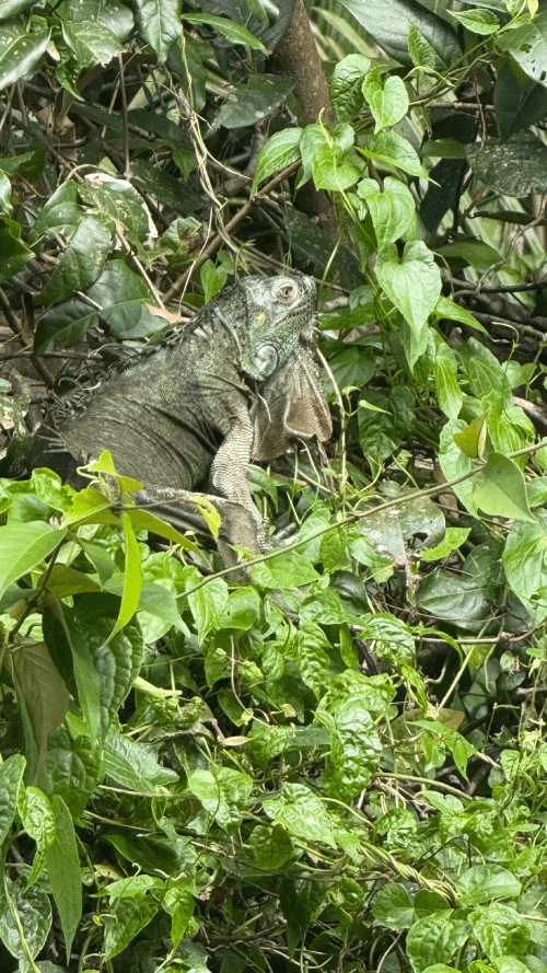 Iguana verde en Tortugueo