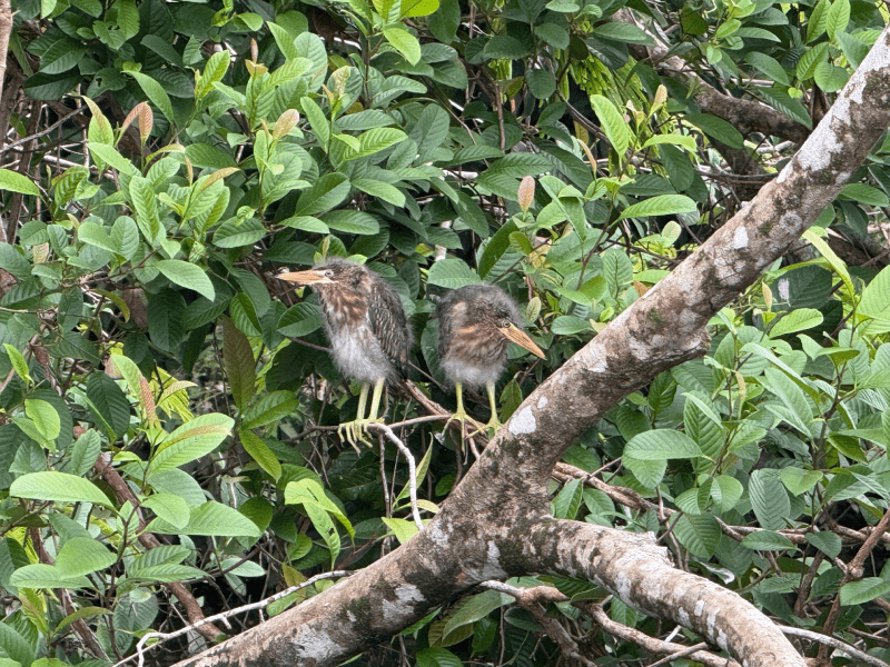 Avistamiento de aves en Tortugueo