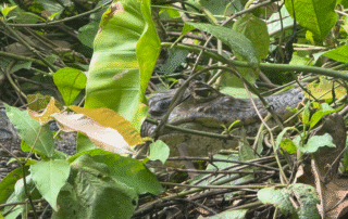 Caimán en Tortugueo