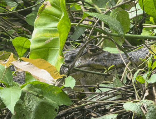 Qué ver en Tortuguero: 5 actividades