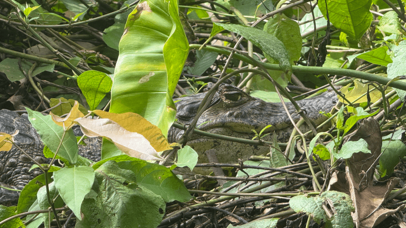 Caimán en Tortugueo