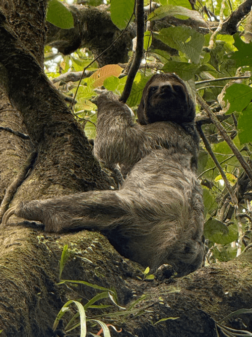 Oso perezoso en Tortugueo