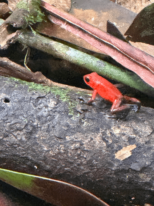 Rana roja en Tortugueo
