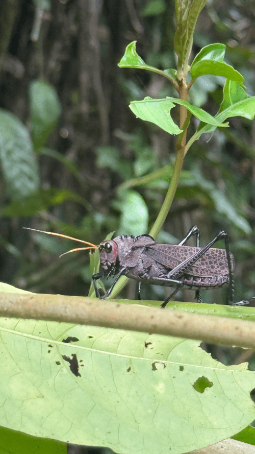 Saltamontes en Tortugueo