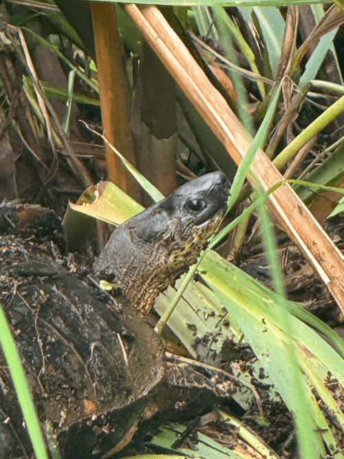 Tortuga en los canales de Tortugueo